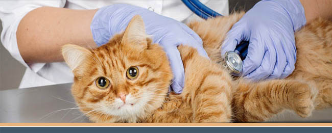 Ein Tierarzt untersucht eine getigerte Katze mit einem Stethoskop