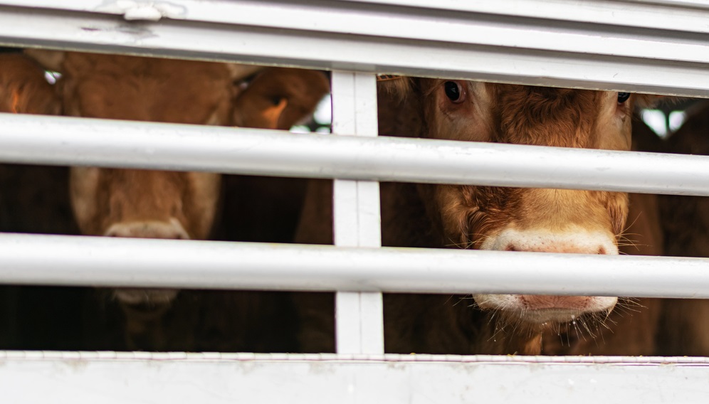 Zwei Rinder in einem Tiertransporter