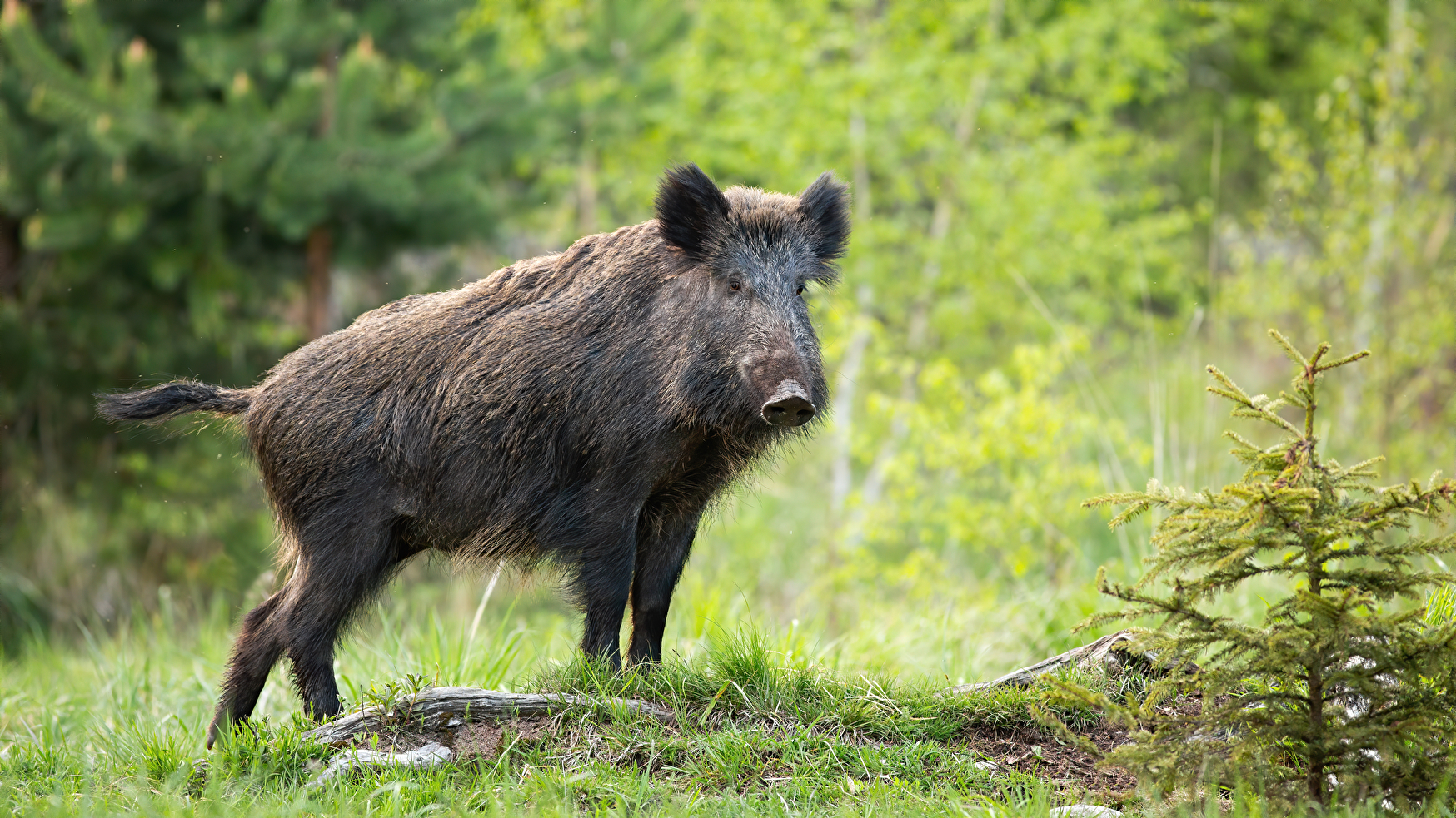 Ein Wildschwein steht auf einer Lichtung