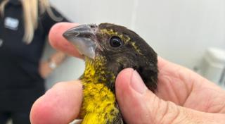 Einer der sichergestellten Goldbauchkernknacker